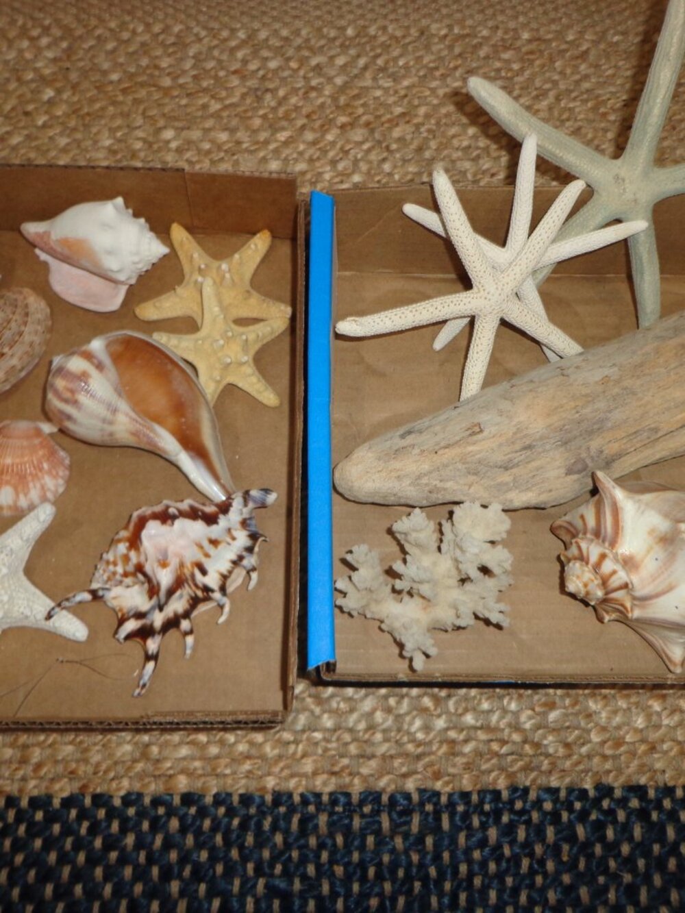 Assortment of Various Sea Shells/Sea Life Driftwood Nature's Beauty - Picture 4 of 8